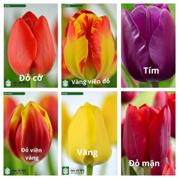 Hoa Tulip - Công Ty CP Xuất Nhập Khẩu Tổng Hợp Và Phát Triển Nông Nghiệp Công Nghệ Cao Việt Nam